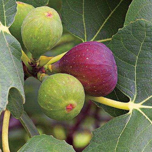 figs vitamin d rich fruits
